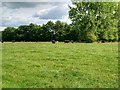 Cows Grazing near Wimbolds Trafford