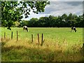 Grazing Land near Trafford Hall