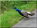 Peacock, Cappagh