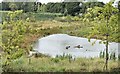 Pond, Orangefield Park, Belfast (September 2015)