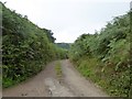 Track to Halscombe Farm