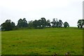 Copse of trees, off Indians Road