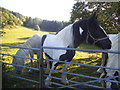 Horses on White Hill