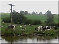 SD9949 : Cattle grazing beside the canal by Graham Robson