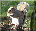 Grey squirrel in Braunstone Park