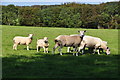 West Somerset : Grassy Field & Sheep