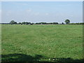 Grazing near The Grange