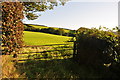 West Somerset : Grassy Field & Gate