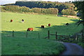 West Somerset : Grassy Field & Cattle