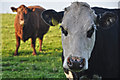 West Somerset : Cattle Grazing