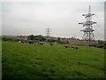 Cattle at Laurel Farm