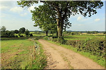 SJ8458 : The South Cheshire Way heading for Little Moreton Hall by Jeff Buck