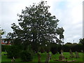 Saint Paul, Newport: churchyard (II)