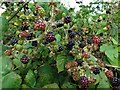 NZ1565 : Blackberries by Reigh Burn by Andrew Curtis