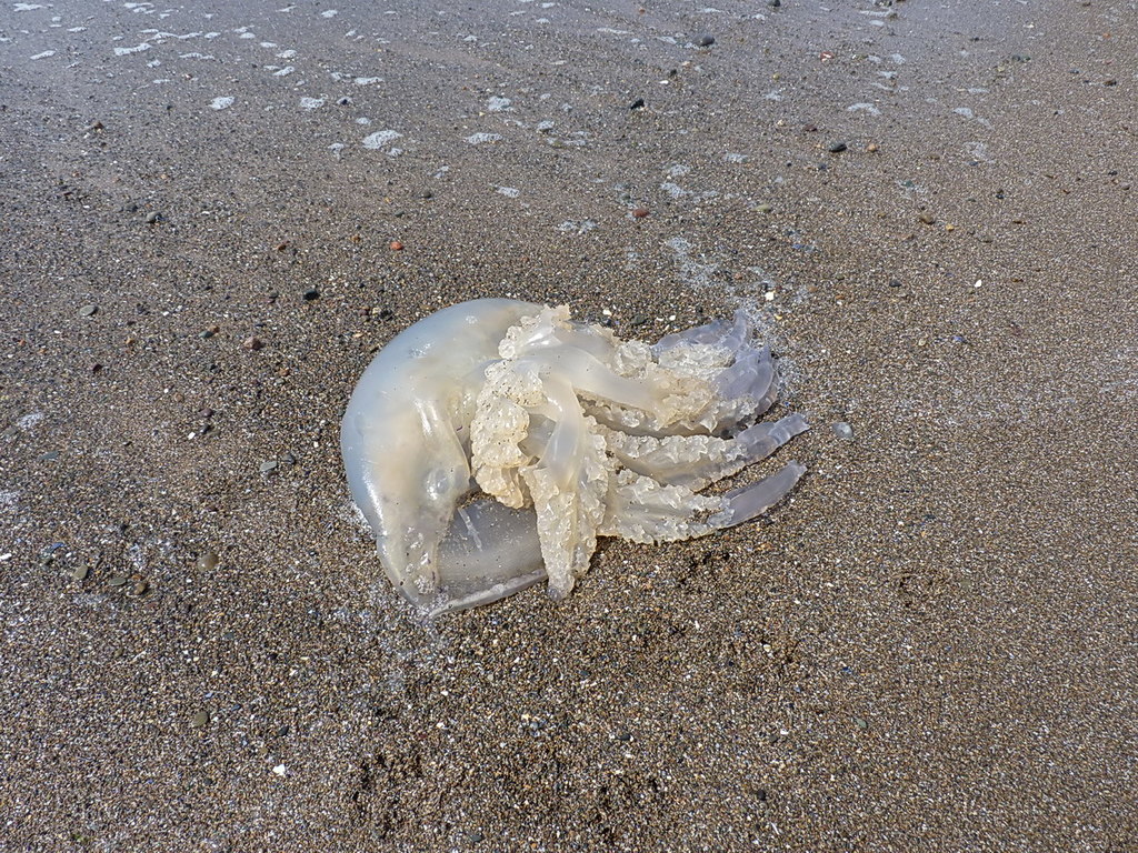 dead-jellyfish-on-whitriggs-scar-richard-law-geograph-britain-and