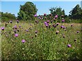 Hardheads / Black Knapweed