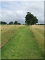 Footpath And Trees