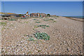 TQ0301 : Sea Kale, Littlehampton by Alan Hunt