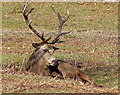 Red deer stag at Bradgate Park