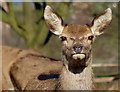 Red Deer hind at Bradgate Park