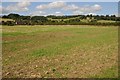 Farmland near The Cottages