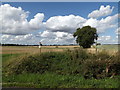 Footpath to Brockford Green