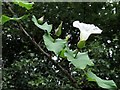 NZ1565 : Bindweed entwined around the branch of a tree by Andrew Curtis