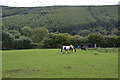 Field and horses above the Nant Moelen valley