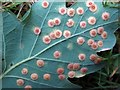 NZ1565 : Spangle galls on oak leaf by Andrew Curtis