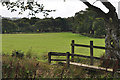 North Devon : Grassy Field