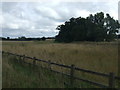 Farmland west of Elmswell