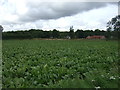 Crop field off The Heath