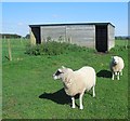 TQ4907 : Sheep at Middle Farm by Paul Gillett