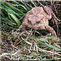 SO6633 : Common Toad by David P Howard