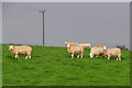 North Devon : Grassy Field & Sheep