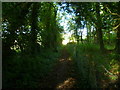 Footpath from Swillage Lane approaches end of woodland