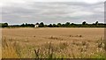 Ellers Cottage beyond the wheat field