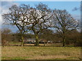 Trees near Groby Lodge Farm