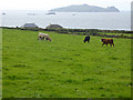 V3199 : Field with cattle at Dunquin by Oliver Dixon
