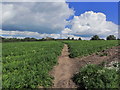 S Cheshire Way crossing carrot crop, SW of Weston near Crewe