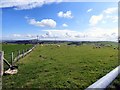 Sheep in field