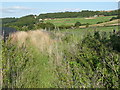 Elland FP20 in a grassy lane