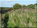 An overgrown section of Elland FP20