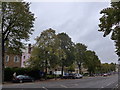 Autumnal trees in South Bar Street