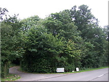 TM1580 : Woodland beside Norwich Road by JThomas