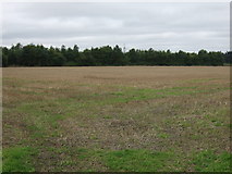 TM1481 : Stubble field off Burston Road by JThomas