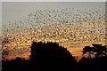 Flock of starlings