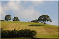 Red kite above a hill