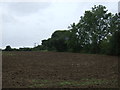 Field and hedgerow, Westhouse