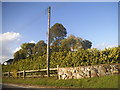 Telegraph pole on Ray Lane